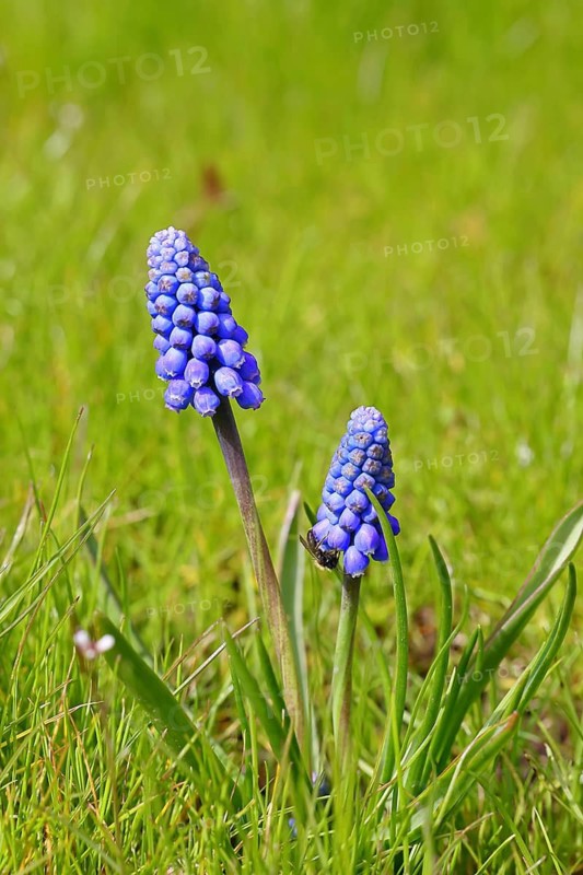 Grape hyacinth (Muscari), blue flower, close-up, early bloomer, spring, North Rhine-Westphalia, Germany