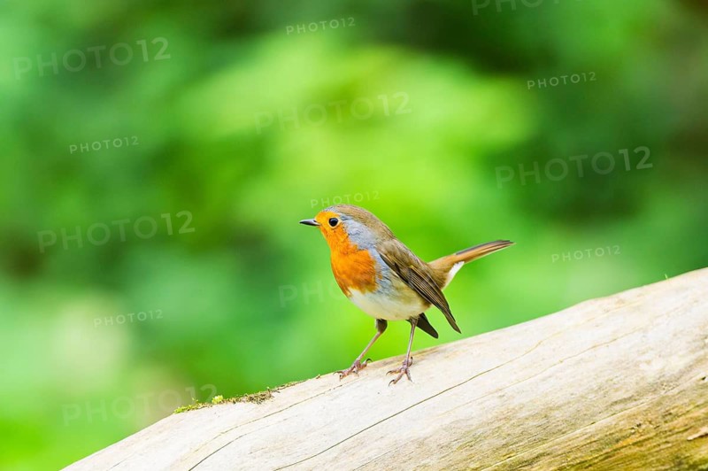 European robin (Erithacus rubecula) sitting on an old wooden branch, Bavaria, Germany