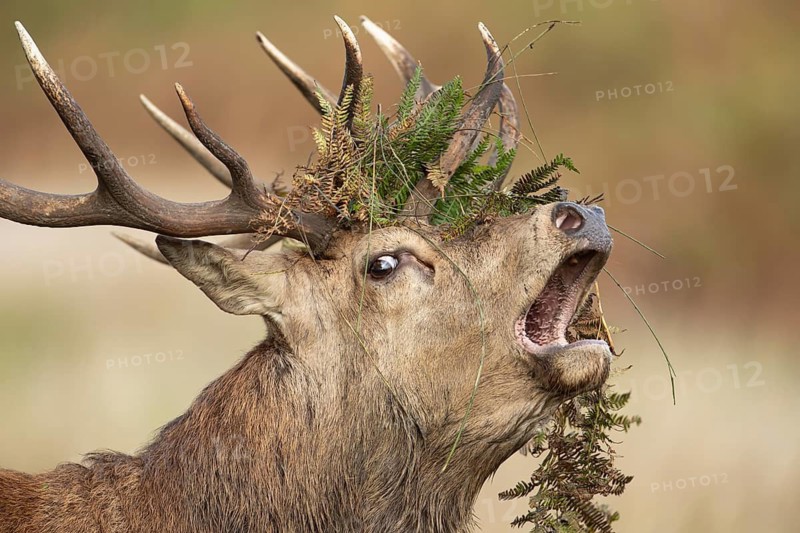 Red deer (Cervus elaphus) adult male stag animal roaring with its mouth open during the rutting season in autumn, England, United Kingdom