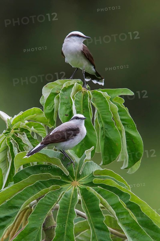 Masked Water Tyrant (Fluvicola nengeta) perched on a branch in the Atlantic rainforest of southeast Brazil