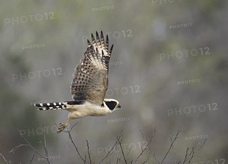 Laughing Falcon (Herpetotheres cachinnans) flying, Manabi, Ecuador