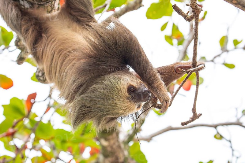 Male two toed sloth (Choloepus didactylus) hanging upside down and climbing on almond tree. Beach, Punta Uva, Limon, Caribbean, Costa Rica