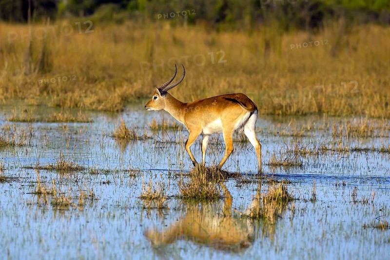 Red hartebeest, Africa, Botswana, (Kobus leche), Okovango Delta
