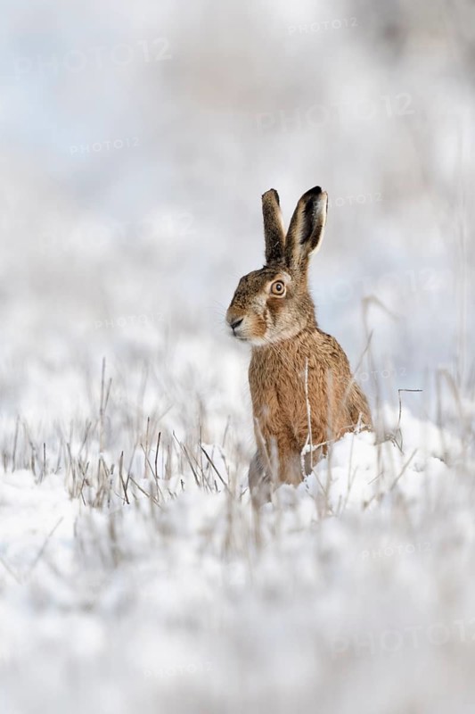 European Hare (Lepus europaeus) adult in snow covered field, North Rhine-Westphalia, Germany