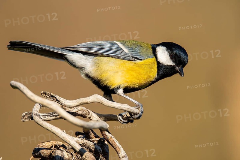 A vibrant Great Tit, Parus major, rests gracefully on a piece of twisted driftwood against a soft beige background, highlighting its striking black and yellow plumage and attentive gaze