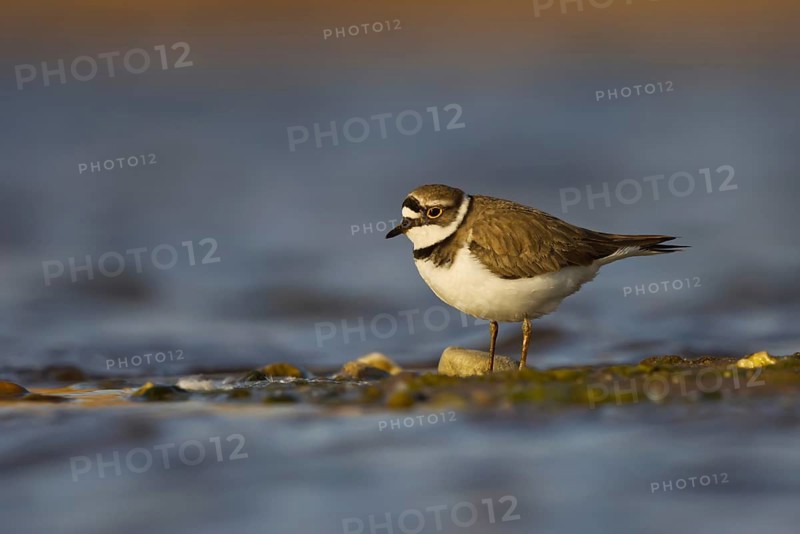 Little Ringed Plover (Charadrius dubius) female foraging, North Rhine-Westphalia, Germany