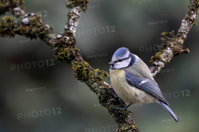 Blue tit (Parus caerulea), Emsland, Lower Saxony, Germany
