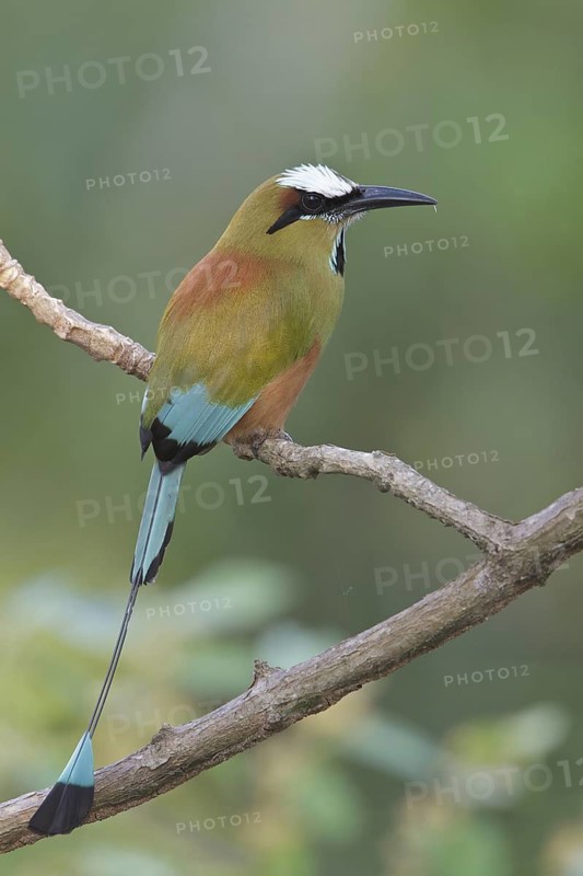 Turquoise-browed Motmot (Eumomota superciliosa) perched on a branch in Costa Rica, Central America
