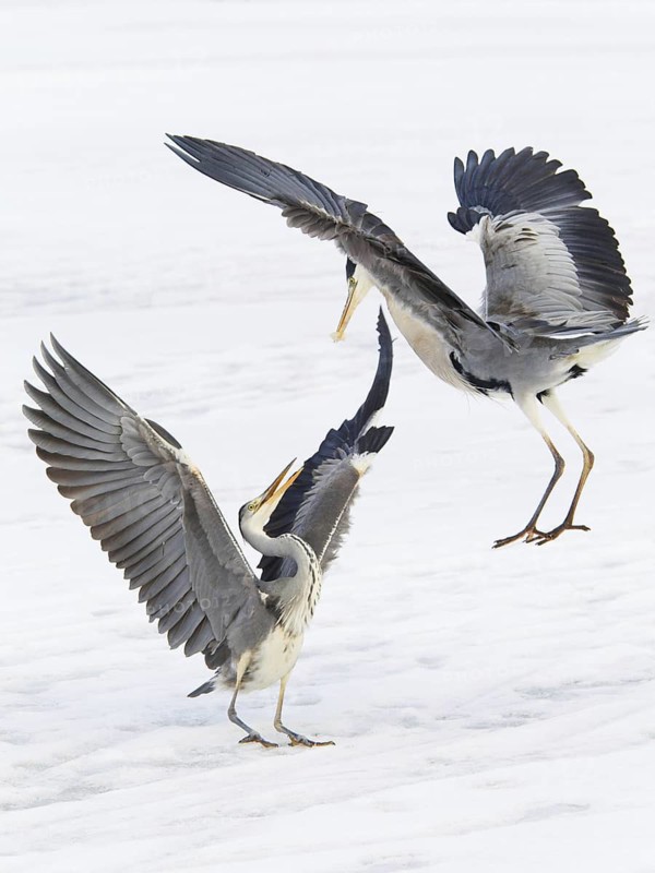 Grey Heron (Ardea cinerea) flying, Berlin, Germany