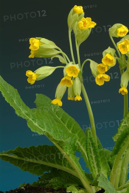 Common cowslip (Primula officinalis), cowslip, apothecary primrose, medicinal plant, flowers