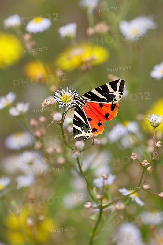 Jersey tiger or Spanish flag (Euplagia quadripunctaria), on annual fine ray, annual ray, fine ray, white ray (Erigeron annuus), in a vineyard, butterfly, close-up, Moselle valley, Cochem, Rhineland-Palatinate, Germany