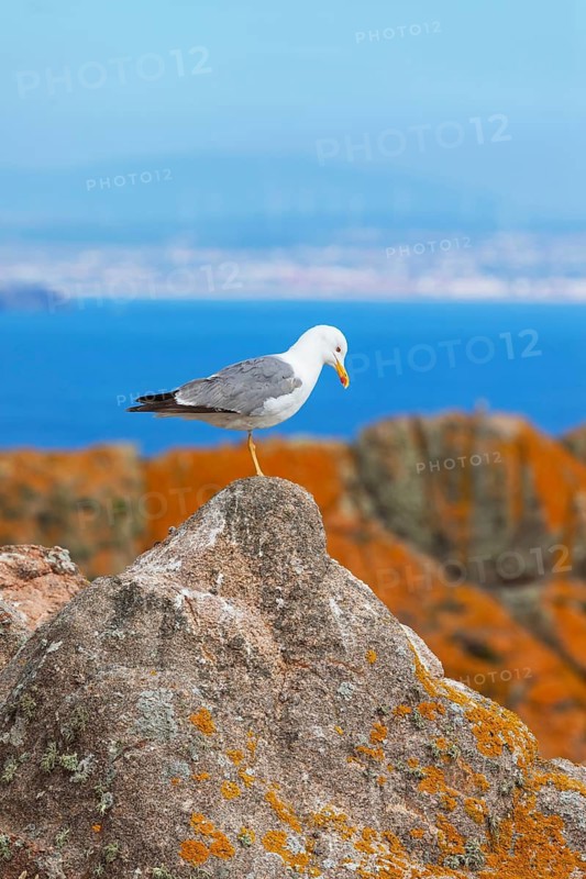 Yellow-legged Gull (Larus michahellis), Berlenga Grande Island, Portugal