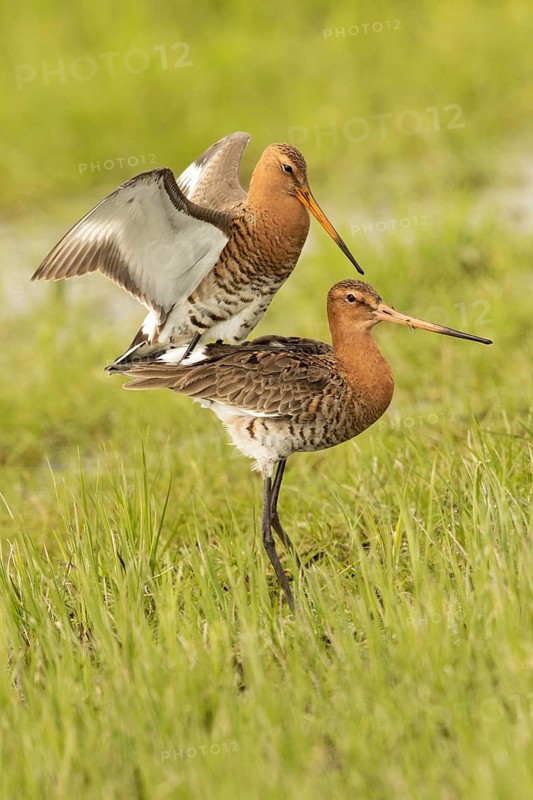 Black-tailed Godwit (Limosa limosa) pair mating, Lower Saxony, Germany