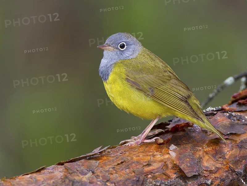 Canada, Manitoba, June, male