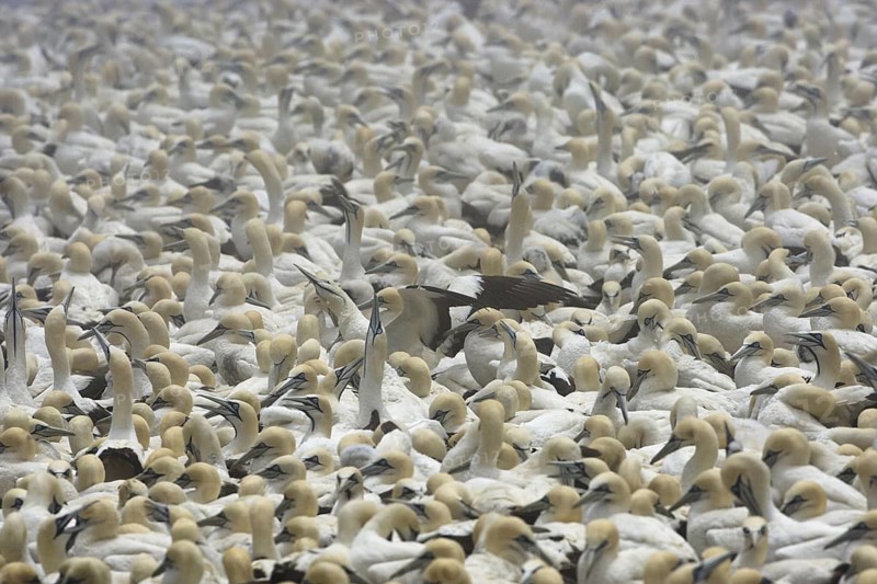 Cape Gannet (Morus capensis), South Africa