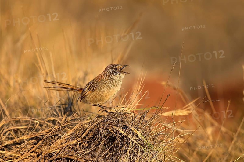 Short-tailed Grasswren (Amytornis merrotsyi pedleri), South Australia, Australia