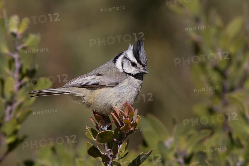Bridled Titmouse (Baeolophus wollweberi), Arizona, USA