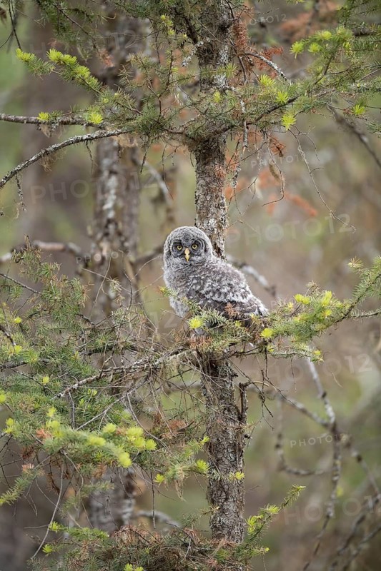 Great Grey Owl (Strix nebulosa) juvenile perched on a branch, British Columbia, Canada
