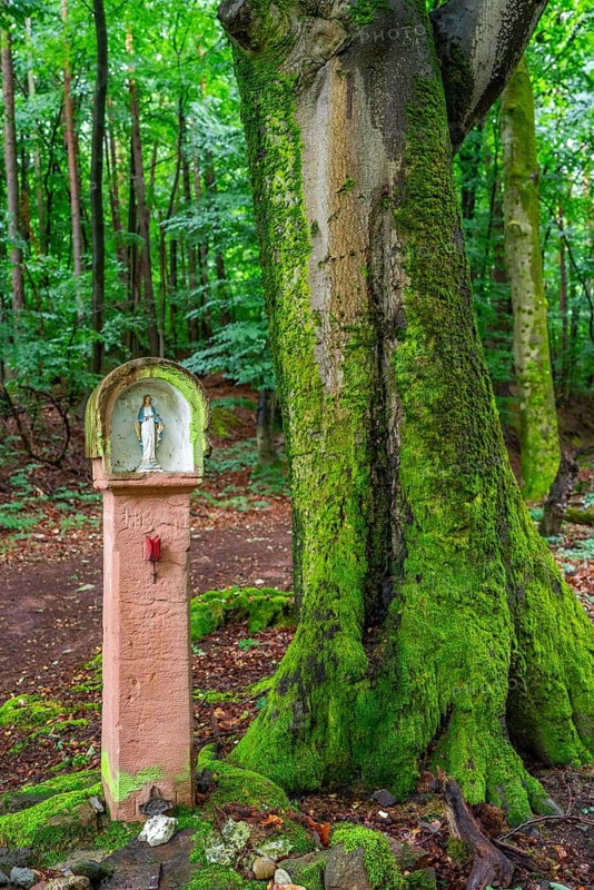 Red sandstone wayside shrine with a small Madonna next to a beech tree covered with moss, Gailbach, Aschaffenburg, Spessart, Lower Franconia, Bavaria, Germany