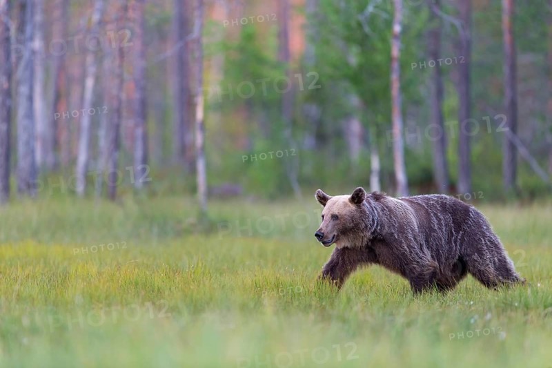 European brown bear, animals, mammals, (Ursus arctos arctos), forest, Scandinavia, bear family, also Eurasian brown bear, biotope, habitat, foraging, Lentiira, Lentiira Kuhmo, Finland