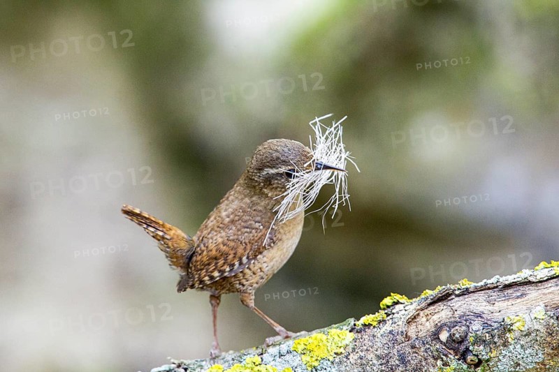 Wren (troglodytes troglodytes) Germany
