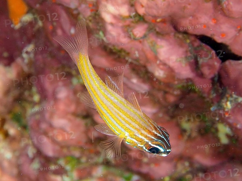 Golden-striped cardinalfish (Ostorhinchus cyanosoma Apogon cyanosoma)