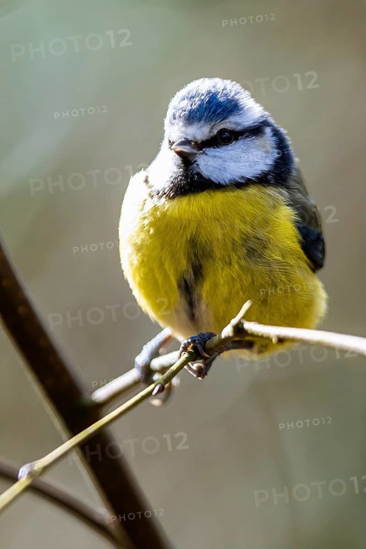 Blue Tit, Cyanistes Caeruleus, bird in forest
