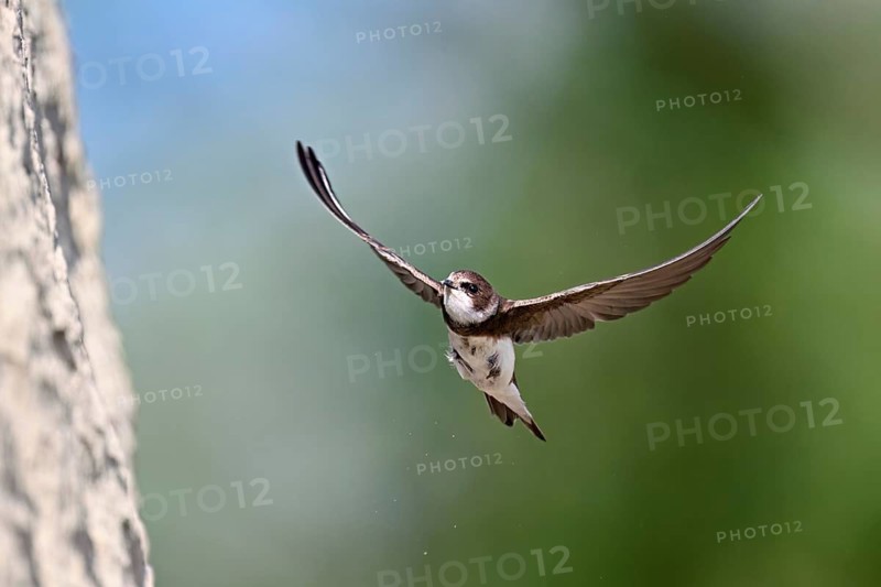 Sand martin (Riparia riparia), approaching the breeding tube, Reussegg nature reserve, Canton Aargau, Switzerland