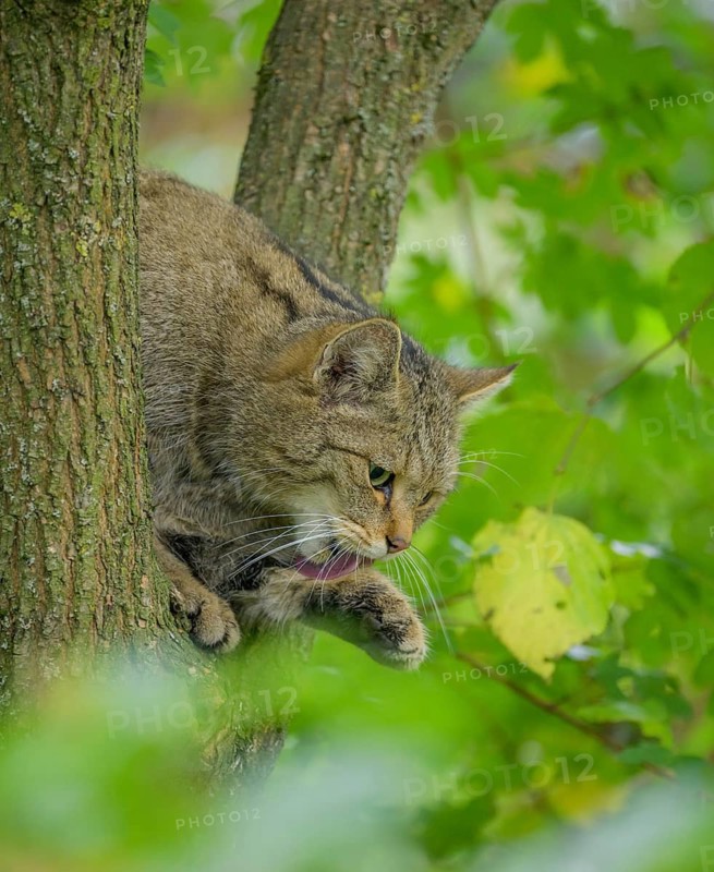 European wildcat or forest cat (Felis silvestris) in the wildcat enclosure at the Thayatal National Park House, Hardegg, Lower Austria, Austria