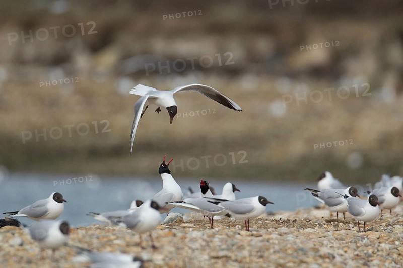 Black headed gull (Larus ridibundus) adult bird in flight mobbing a pair of Mediterranean gulls (Larus melanocephalus), Hampshire, England, United Kingdom