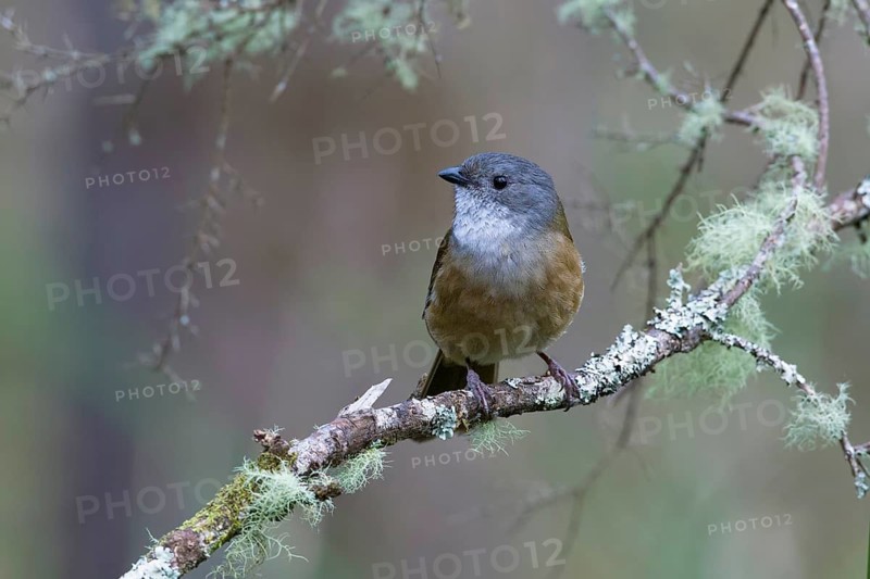 Olive Whistler (Pachycephala olivacea) perched on a lichen covered branch, Victoria, Australia