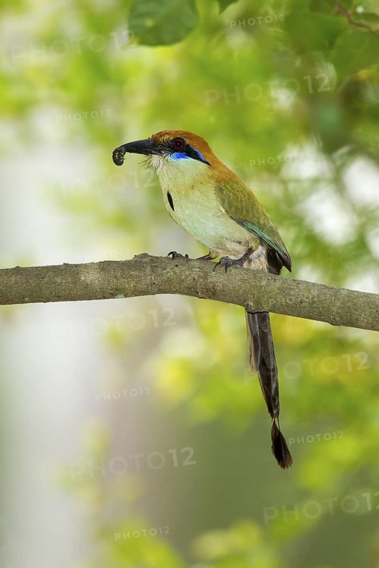 Russet-crowned Motmot Momotus mexicanus El Tuito, Jalisco, Mexico 12 June Adult carrying food. Momotidae