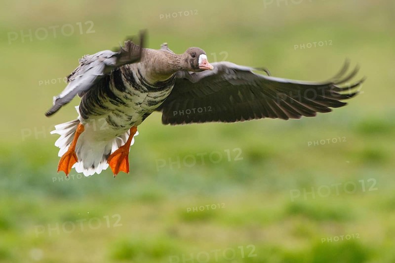Greater White-fronted Goose (Anser albifrons) flying, North Rhine-Westphalia, Germany