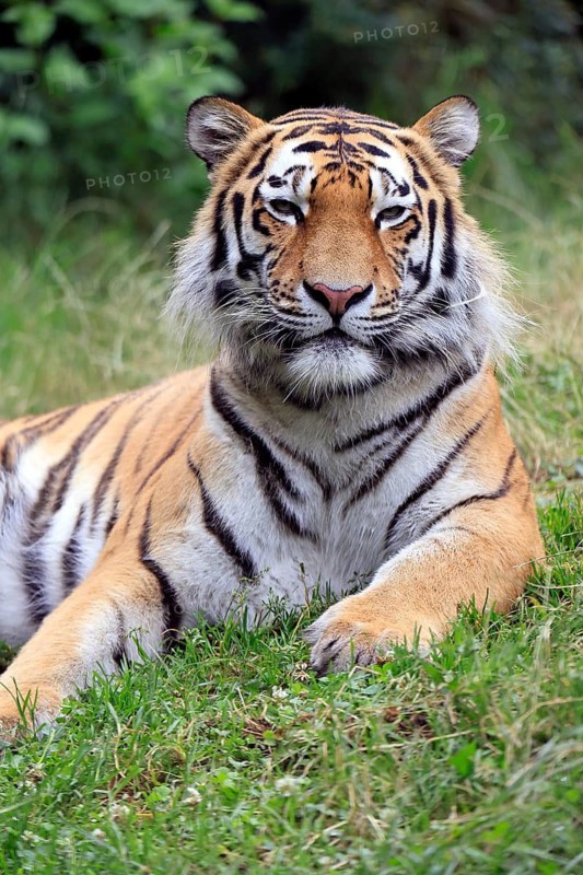 Siberian tiger (Panthera tigris altaica), adult, alert, in the grass, portrait