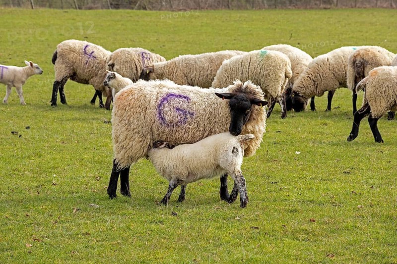Sheep, lambs, sheep pasture, lamb drinking milk, public footpath, Moreton-in-Marsh, Cotswolds, England, Great Britain