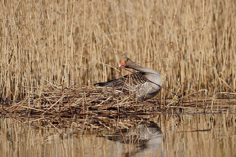 Greylag goose (Anser anser) building a nest in the reeds, North Rhine-Westphalia, Germany