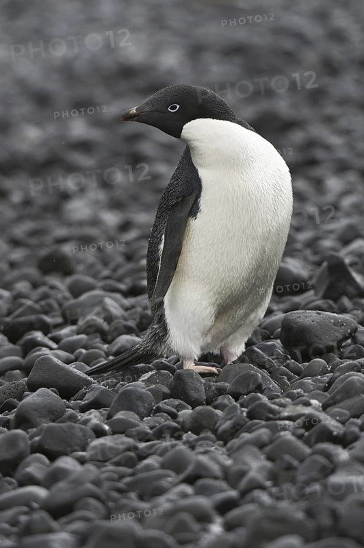 Adelie Penguin (Pygoscelis adeliae), Antarctica