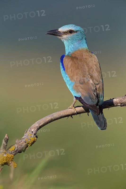 Roller, Almond Crow, (Coracias garrulus), animals, birds, raptors, raptor family, perch, biotope, habitat, Muselievo, Muselievo, Pleven, Bulgaria