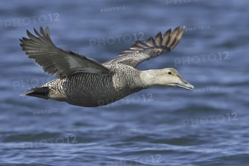 Common Eider (Somateria mollissima) female flying, Manitoba, Canada