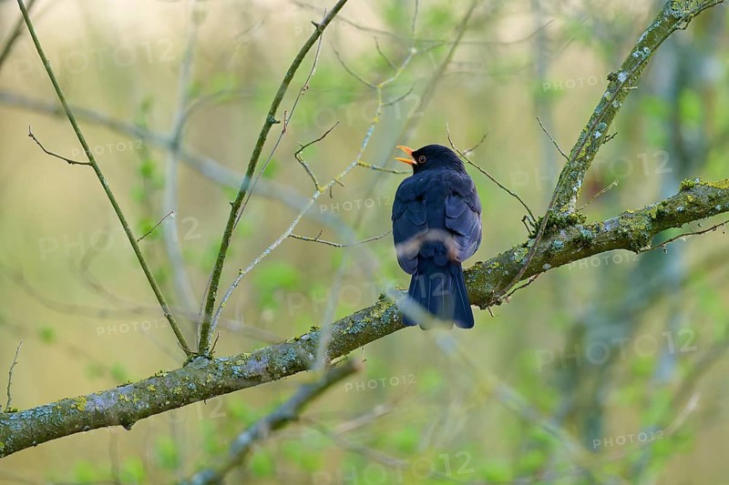 A black blackbird sits singing on a branch in a wooded area, blackbird (Turdus merula), spring, bird island, Altmühlsee, Muhr am See, Gunzenhausen, Franconian Lake District, Bavaria, Germany