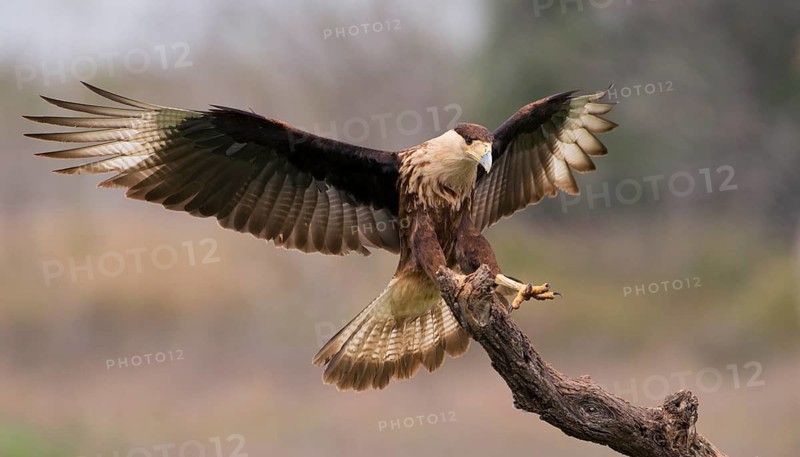 Crested Caracara (Caracara cheriway)