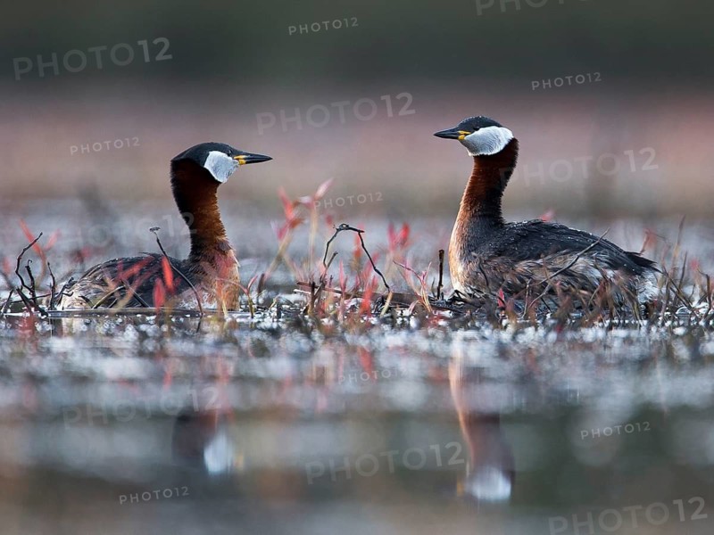 Red-necked Grebe (Podiceps grisegena) pair, Mecklenburg-Western Pomerania, Germany