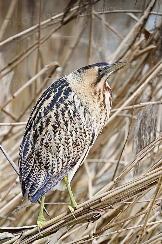 Bittern (Botaurus stellaris), camouflaged standing on reeds, Flachsee nature reserve, Canton Aargau, Switzerland