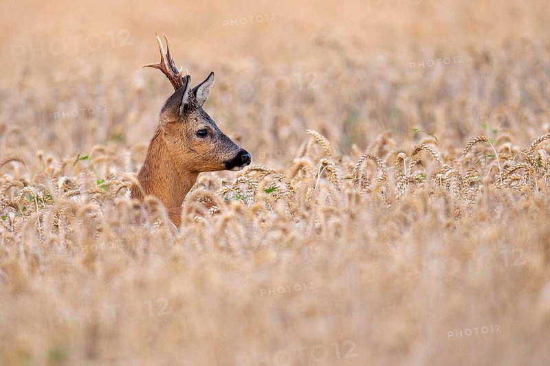 Roebuck (Capreolus capreolus) in wheat, Vechta, Lower Saxony, Germany