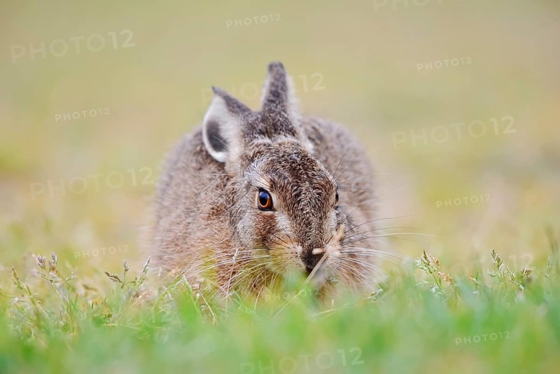 European hare (Lepus europaeus), young animal sitting in a meadow, North Rhine-Westphalia, Germany