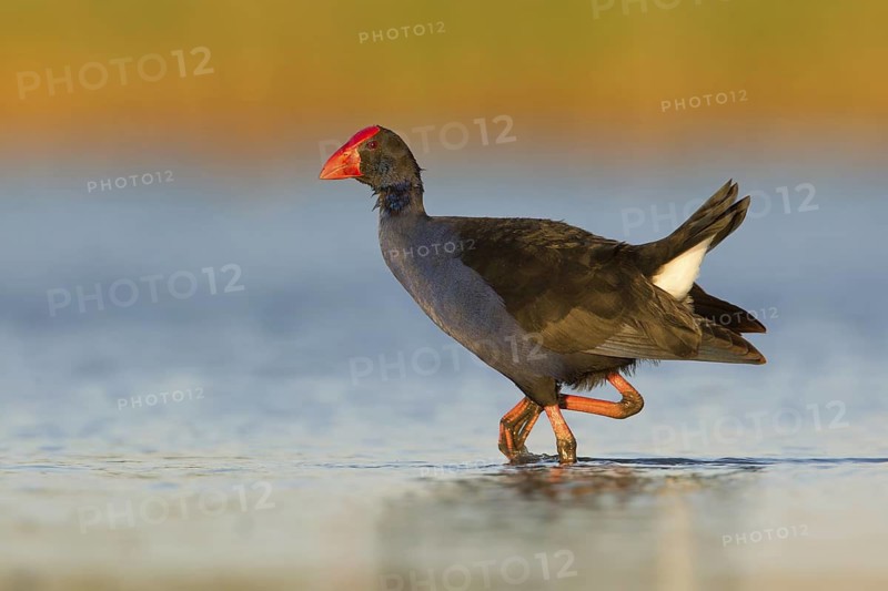 Australasian Swamphen (Porphyrio melanotus melanotus), Victoria, Australia