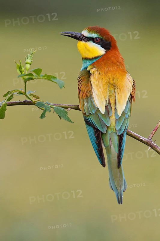 European Bee-eater (Merops apiaster), Castile, Spain