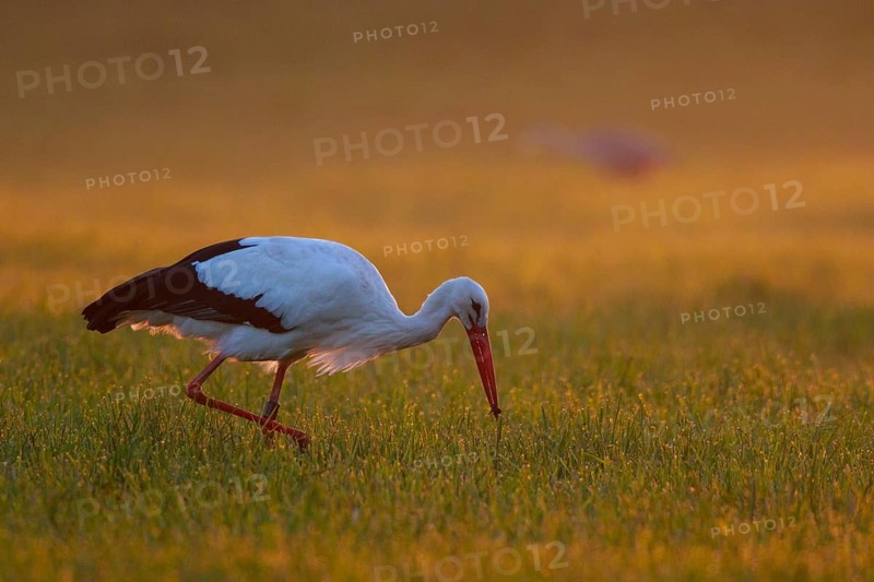 White Stork (Ciconia ciconia) foraging, North Rhine-Westphalia, Germany