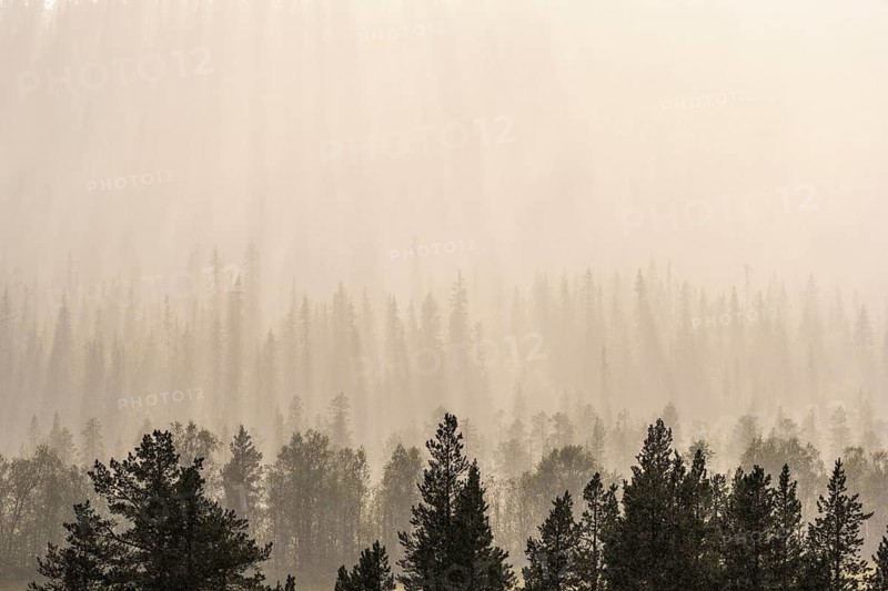 Backlight over forest area, Gällivare, Norrbotten, Lapland, Sweden, August 2020
