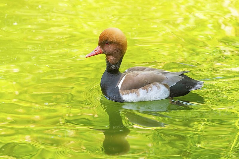 Red-crested pochard (Netta rufina) male and female pairing in lake in summer, Bavaria, Germany